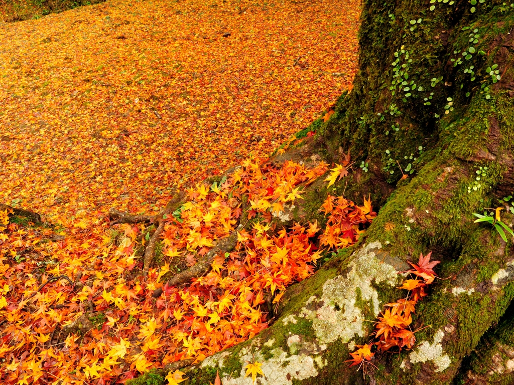 紅葉絨毯Ⅱ