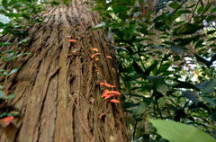 湖畔の秋【雄蛇ヶ池】