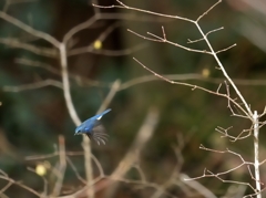 青い鳥【ルリビタキ】