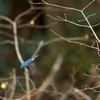 青い鳥【ルリビタキ】