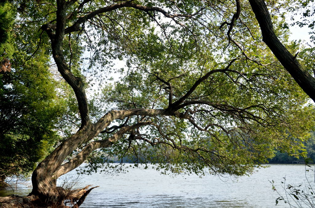 湖畔に掛かる緑樹【雄蛇ヶ池】
