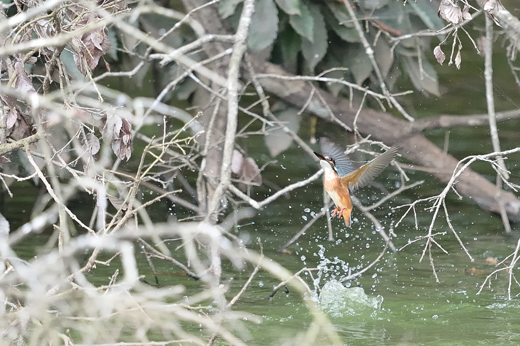 ブッシュに飛び込み…　失敗＞＜【カワセミ】