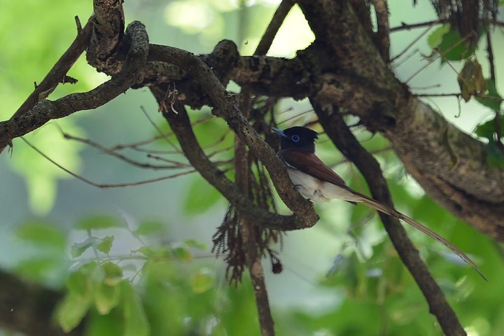 サンコの森【サンコウチョウ】