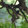 サンコの森【サンコウチョウ】