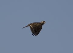 ほえ？　【葦原のヒバリ】