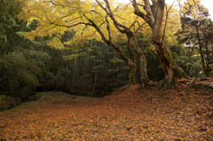 紅葉絨毯　【旧日高邸跡地】※済みません…　また間違えてしまいました^^;