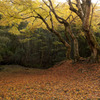 紅葉絨毯　【旧日高邸跡地】※済みません…　また間違えてしまいました^^;