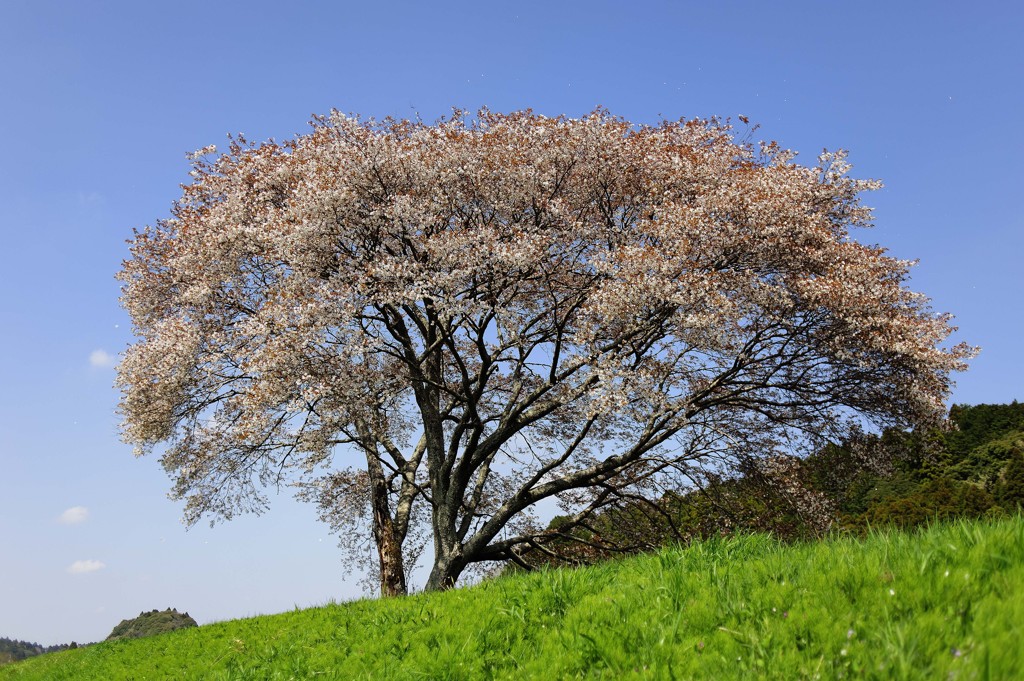 昨年の今頃