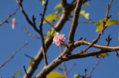 九十九里平野　桜の狂い咲き３