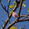 九十九里平野　桜の狂い咲き３