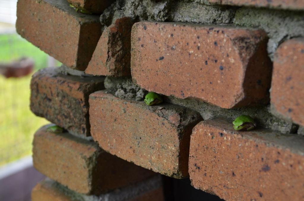かえるのマンション