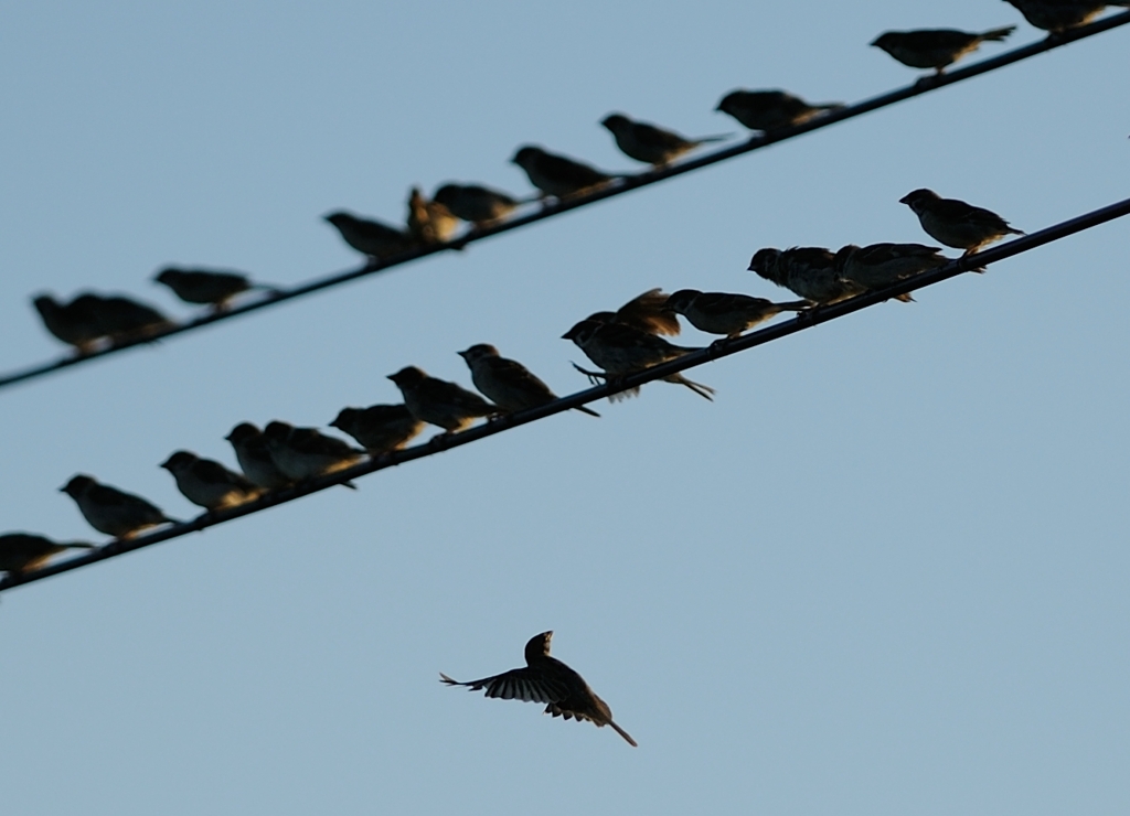 おいおい、おいらの入る隙間は？