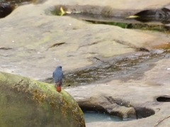 台湾の野鳥【カワビタキ-1】