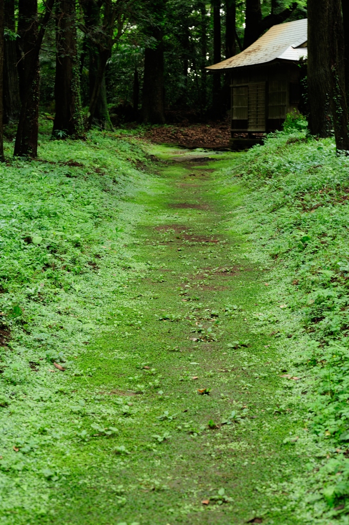 6月　苔むす参道