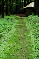 6月　苔むす参道