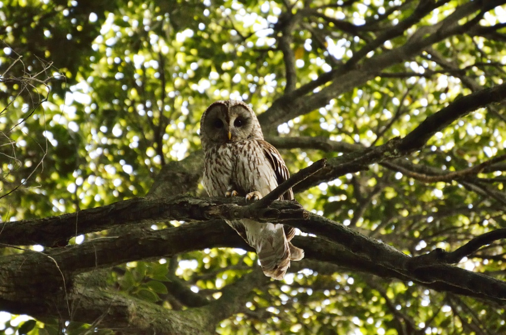 6月　見つめる瞳【梟】