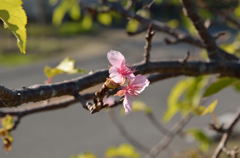 九十九里平野　桜の狂い咲き２