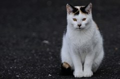 いらっしゃいませ