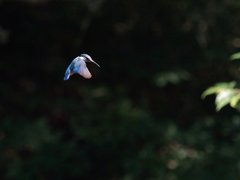 青い翼-1【カワセミ】