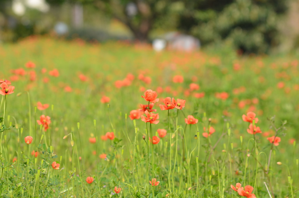 nagamihinagesi【ﾅｶﾞﾐﾋﾅｹﾞｼ】