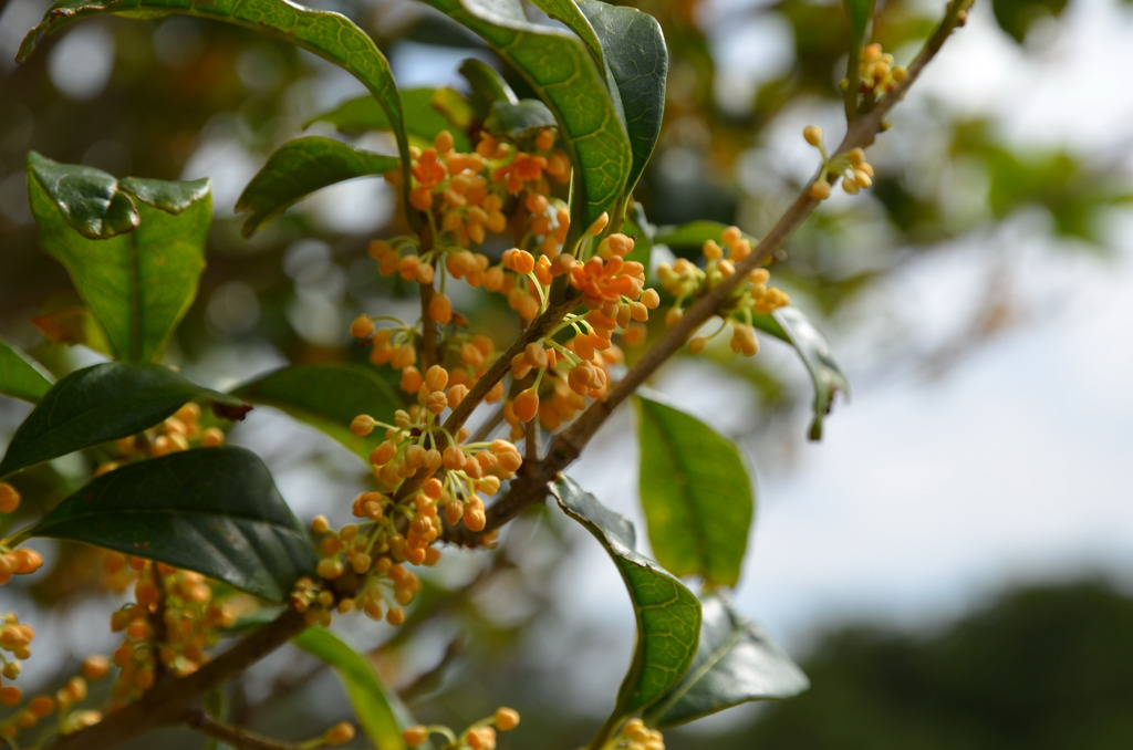 我が家の金木犀