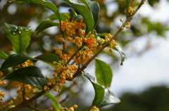 我が家の金木犀