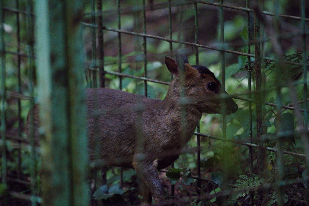 ウリボウかと思った【キョン】