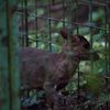 ウリボウかと思った【キョン】