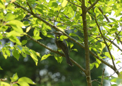 5月　どこにでもいるのね…　あなたは^^
