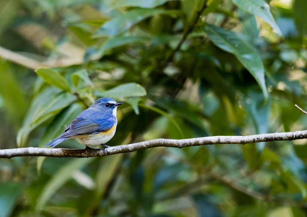 青い鳥