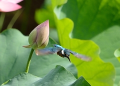 ハスの蕾よりダイブ！