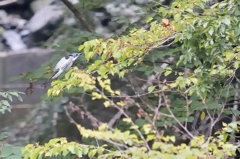 釣り師が来たら、逃げちゃった【ヤマセミ】