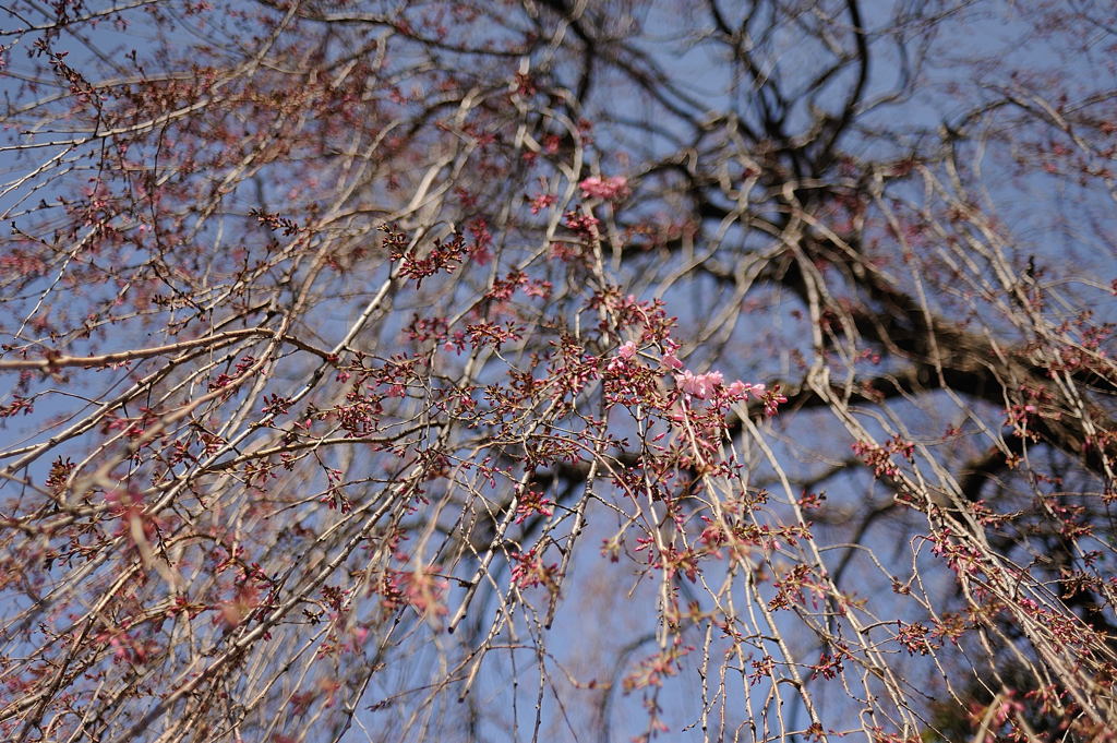 枝垂れ桜　五厘咲き