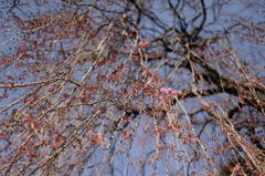 枝垂れ桜　五厘咲き
