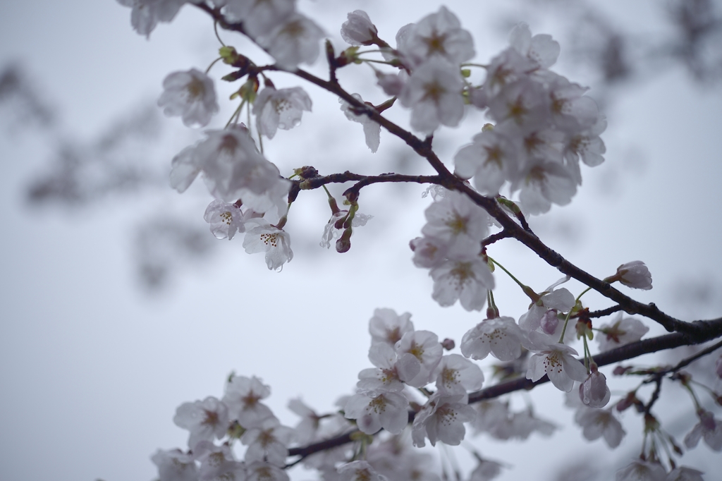 濡れ桜【サクラ】