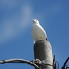 かもめ