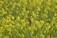 菜の花畑で【ホオジロ】