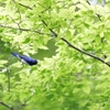 新緑の中【オオルリ】