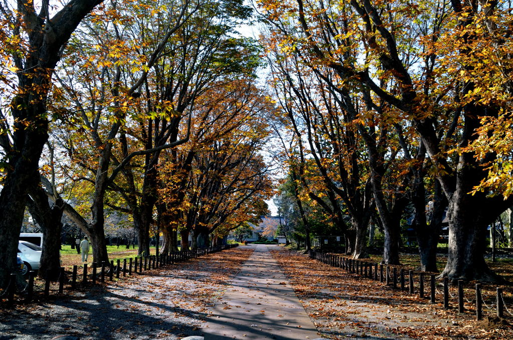 マロニエ並木【三里塚記念公園】