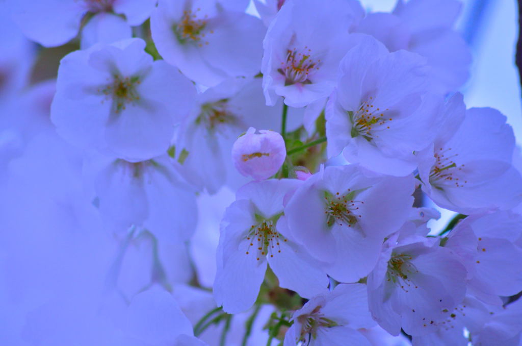 桜　群咲