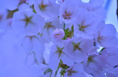 桜　群咲