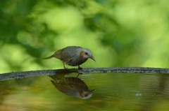 水鏡