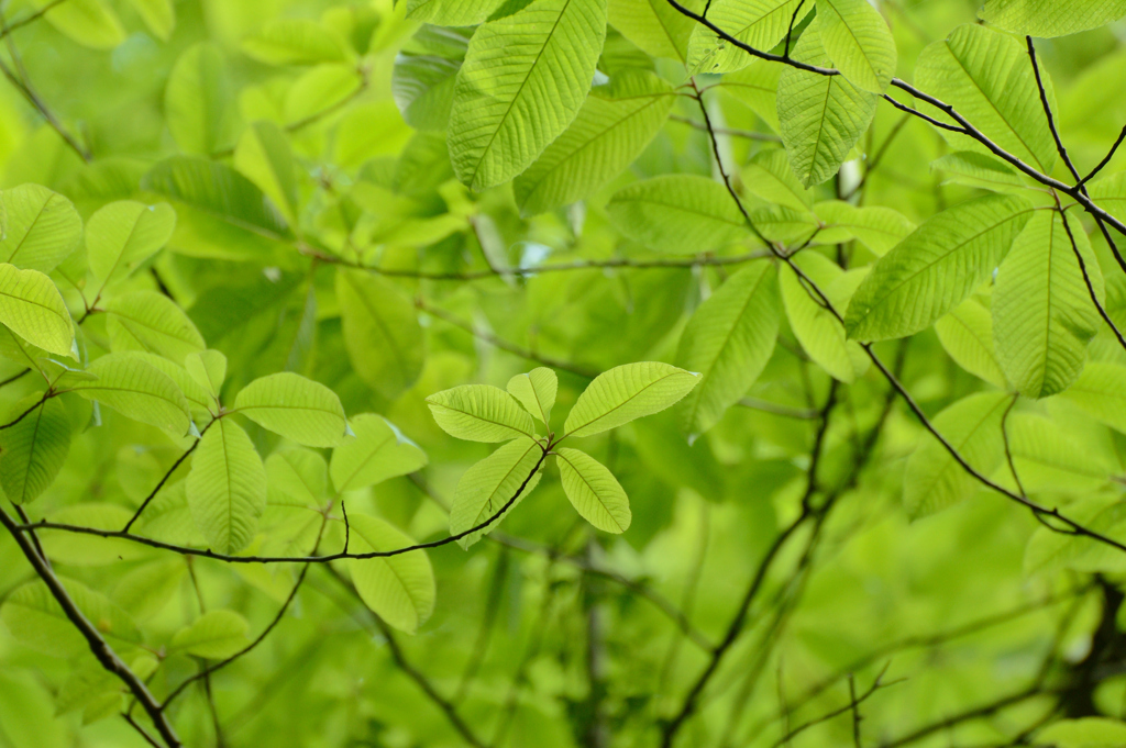 5月　新緑