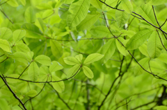 5月　新緑
