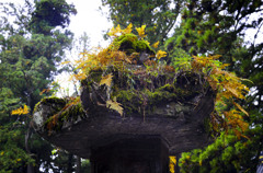 日光東照宮　灯籠の紅葉