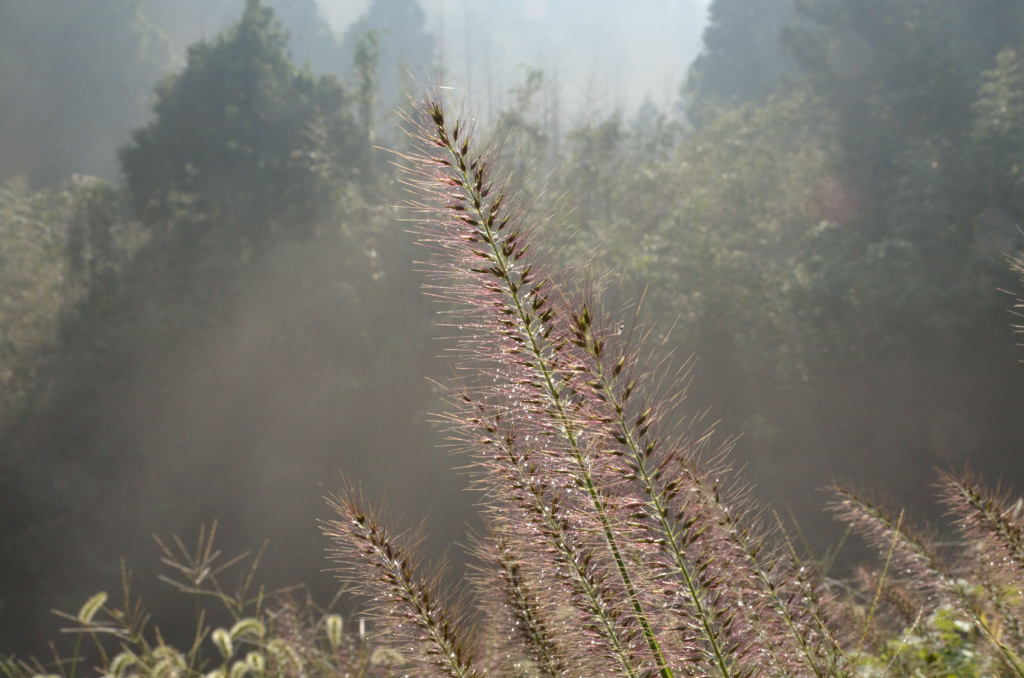 朝靄のチカラシバ