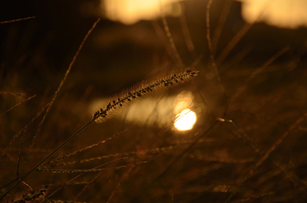 猫じゃらしの憂鬱