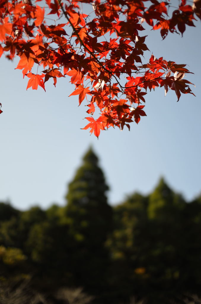 紅葉【鴇が峰】