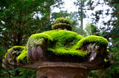 日光東照宮 苔の帽子 日光東照宮 苔の帽子
