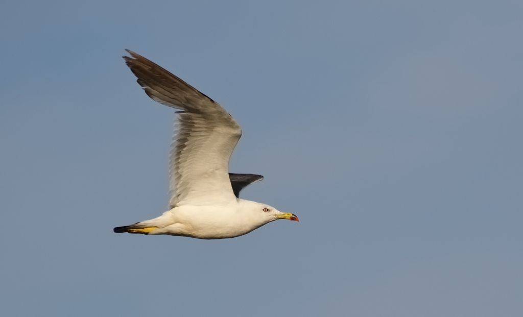 7月　九十九里浜　飛翔